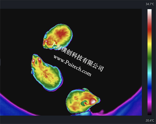 ?？滴⒂凹t外熱成像技術(shù)對實(shí)驗(yàn)小鼠進(jìn)行科研觀測